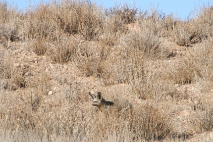 kalahari-24