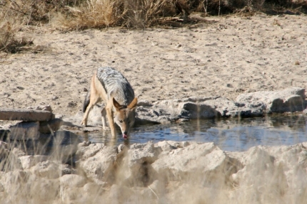 kalahari-36