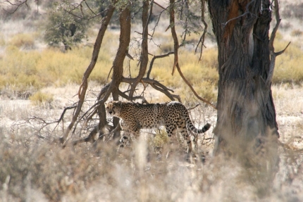 kalahari-43