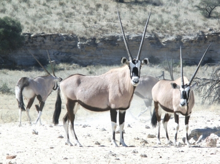 kalahari-46