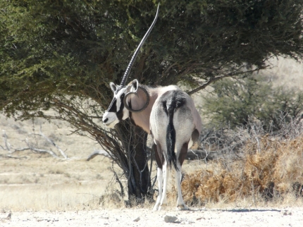 kalahari-47