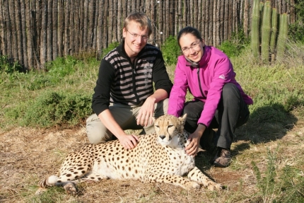 cheetah-33
