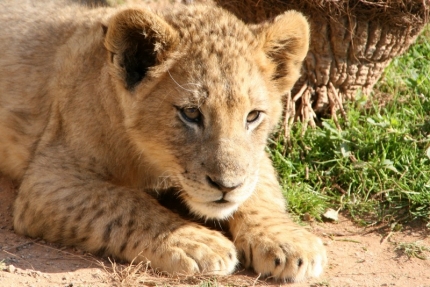 cheetah-40