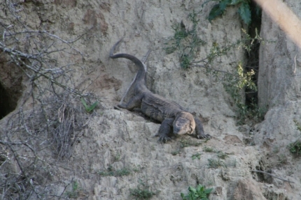 addo-04