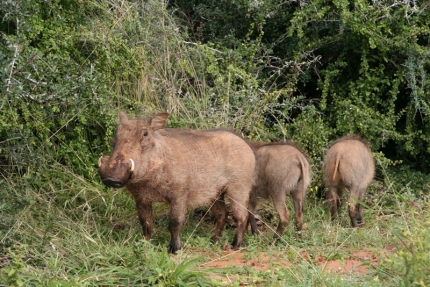 addo-26