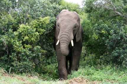 addo-33