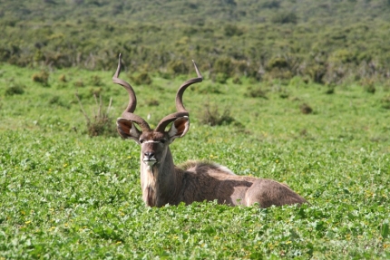 addo-34