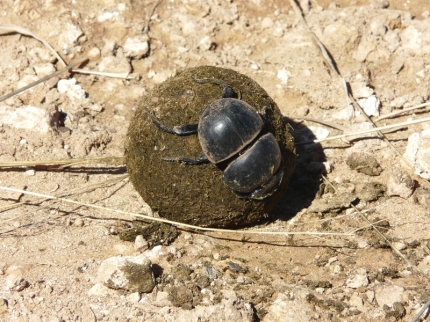 addo-35