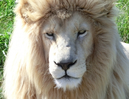 addo-51