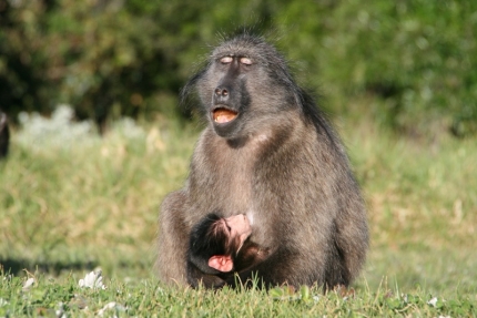 bloukrans-07