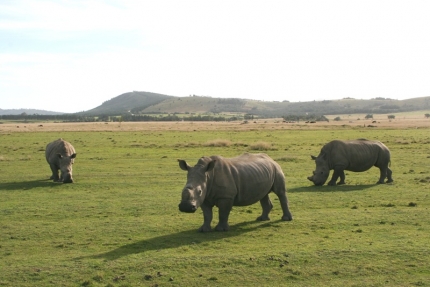 bloukrans-44