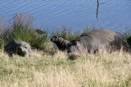 bloukrans-47