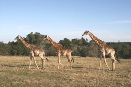 bloukrans-49