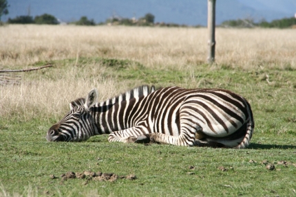 bloukrans-54