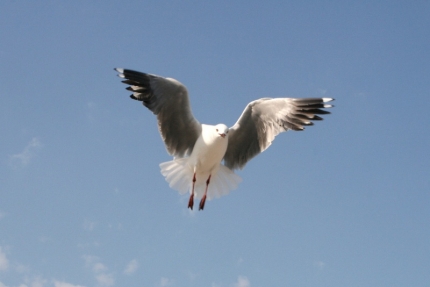 dehoop-30