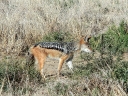 cheetah-26