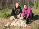 cheetah-33