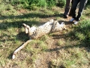 cheetah-34