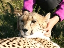 cheetah-35