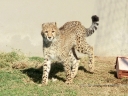 cheetah-38