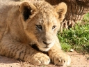cheetah-40