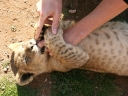cheetah-41