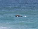 dehoop-05