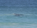 dehoop-07