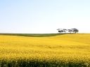 dehoop-15