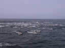 dehoop-22