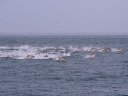 dehoop-23