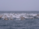 dehoop-24