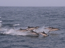 dehoop-25