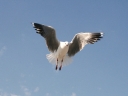 dehoop-30
