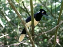iguazu-10