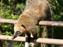 iguazu-11