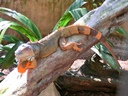 iguazu-39
