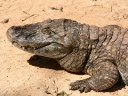 iguazu-40