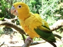 iguazu-42