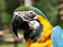 iguazu-52