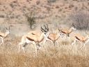 kalahari-04