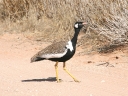 kalahari-06