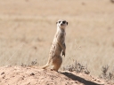 kalahari-07
