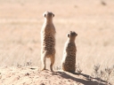 kalahari-08