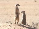 kalahari-09