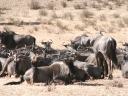 kalahari-10
