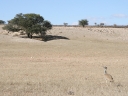 kalahari-11
