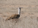 kalahari-12