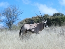 kalahari-14