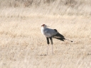 kalahari-15